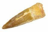 Fossil Spinosaurus Tooth - Real Dinosaur Tooth #346893-1